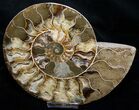 Split Ammonite Half - Agatized Chambers #8724-1